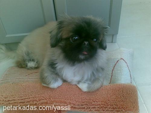 sissy Dişi Pekingese