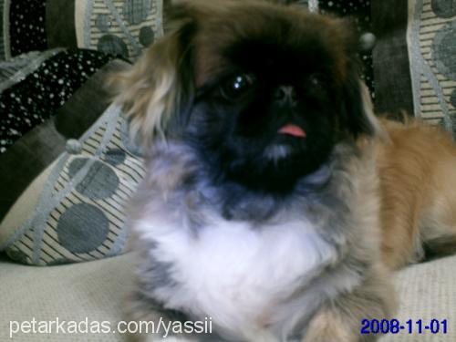 sissy Dişi Pekingese