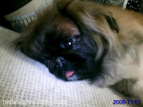 sissy Dişi Pekingese