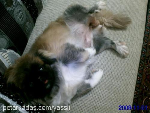 sissy Dişi Pekingese