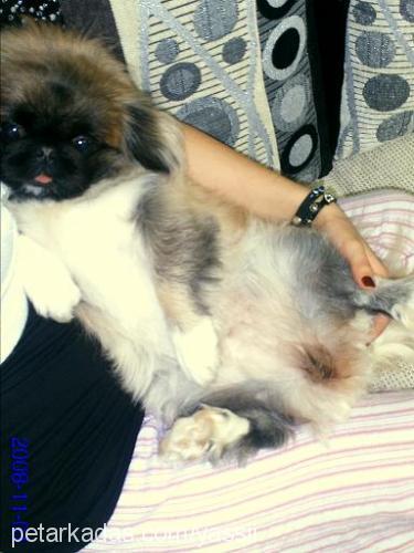 sissy Dişi Pekingese