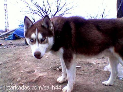 reis Erkek Sibirya Kurdu (Husky)