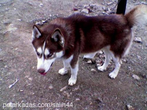 reis Erkek Sibirya Kurdu (Husky)