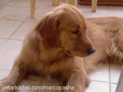 haydut Erkek Golden Retriever