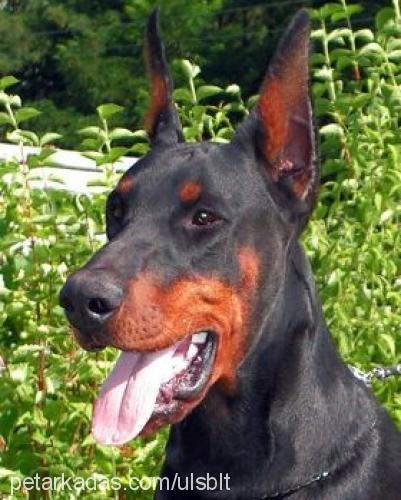 zeff Erkek Doberman Pinscher