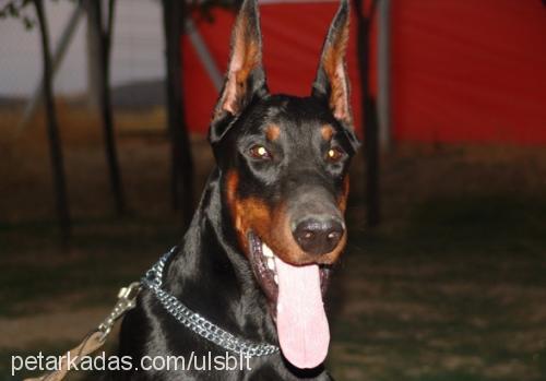 zeff Erkek Doberman Pinscher