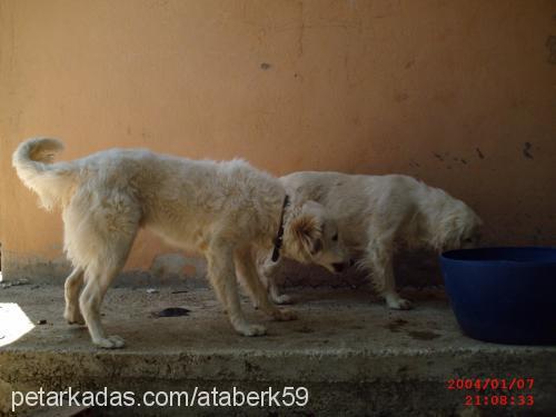 leydi Dişi Golden Retriever