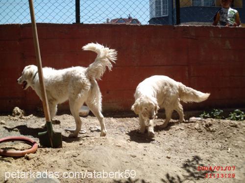 leydi Dişi Golden Retriever