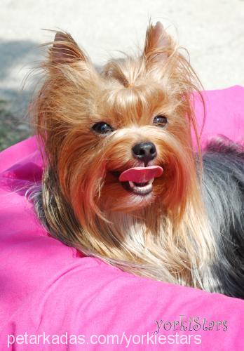 freya Dişi Yorkshire Terrier