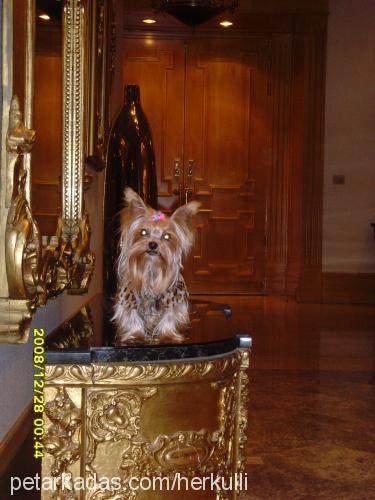 angelitalilly Dişi Yorkshire Terrier