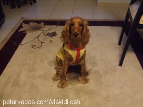 whisky Dişi İngiliz Cocker Spaniel