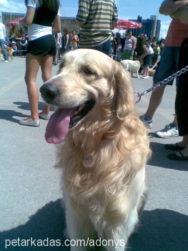 adonys Erkek Golden Retriever