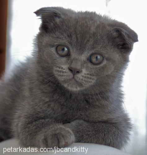 patik Dişi Scottish Fold