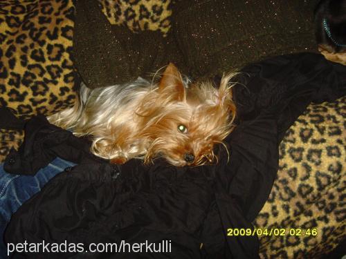 angelitalilly Dişi Yorkshire Terrier