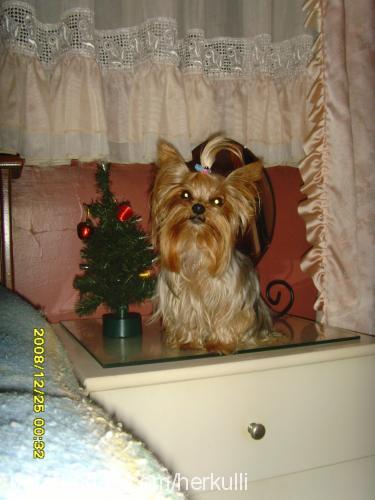 angelitalilly Dişi Yorkshire Terrier