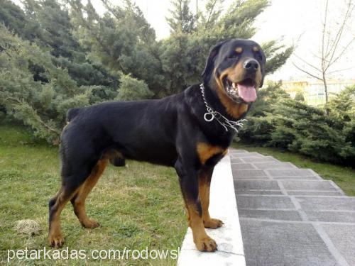 rott Erkek Rottweiler