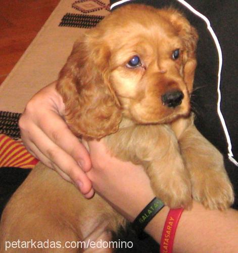 tarçın Dişi Amerikan Cocker Spaniel