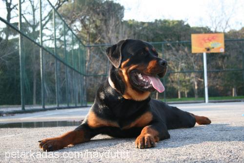 haydut Erkek Rottweiler