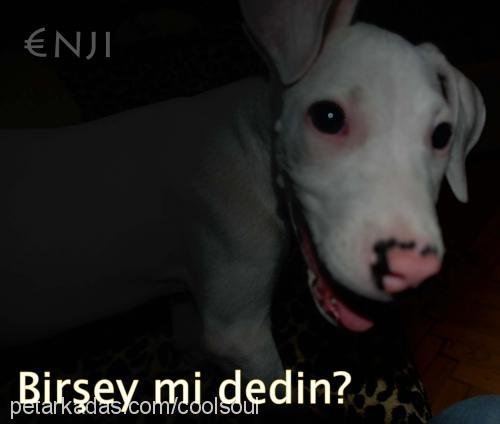 enji Dişi Dogo Arjantin