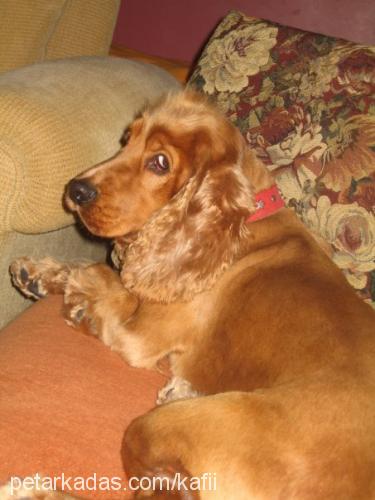 kafi Erkek İngiliz Cocker Spaniel