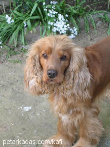 kafi Erkek İngiliz Cocker Spaniel