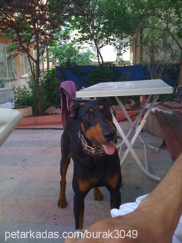 zeus Erkek Doberman Pinscher