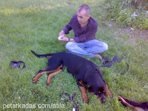 zeus Erkek Rottweiler