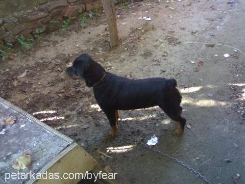 tobiş Dişi Rottweiler