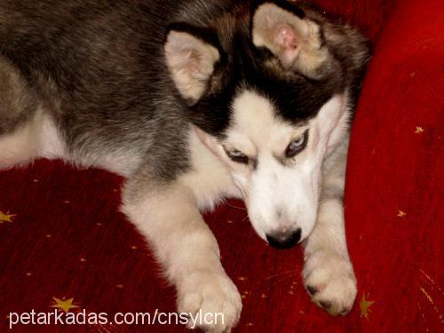 jack Erkek Sibirya Kurdu (Husky)