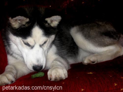 jack Erkek Sibirya Kurdu (Husky)