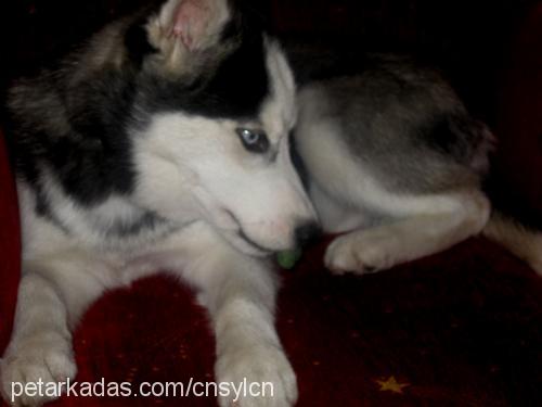 jack Erkek Sibirya Kurdu (Husky)