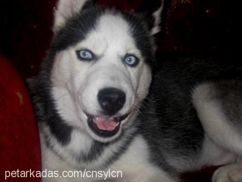 jack Erkek Sibirya Kurdu (Husky)