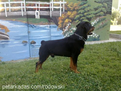 rott Erkek Rottweiler