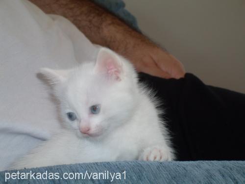 cooky-pamuk Dişi Ankara Kedisi (Angora)