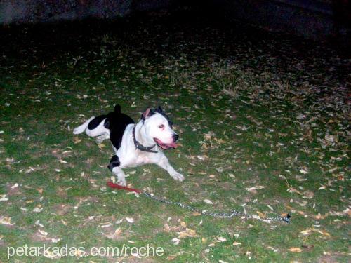 roche Dişi Amerikan Pitbull Terrier