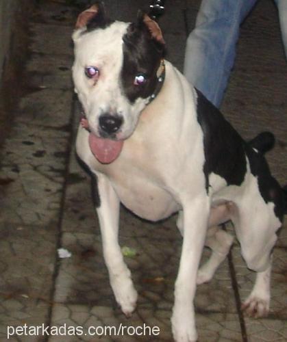 roche Dişi Amerikan Pitbull Terrier