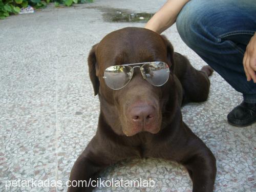 paşa Erkek Labrador Retriever