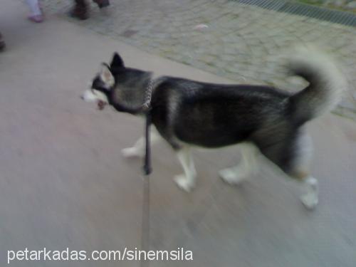 şila Dişi Sibirya Kurdu (Husky)