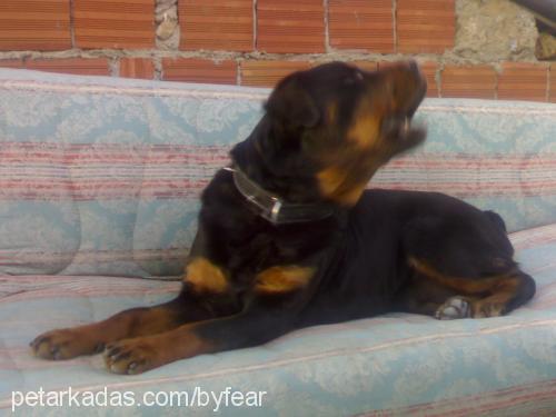 tobiş Dişi Rottweiler