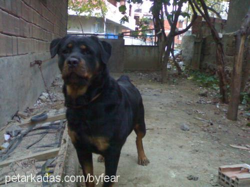 tobiş Dişi Rottweiler