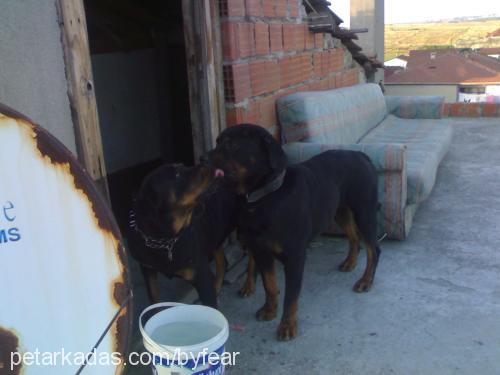 zeytin Erkek Rottweiler