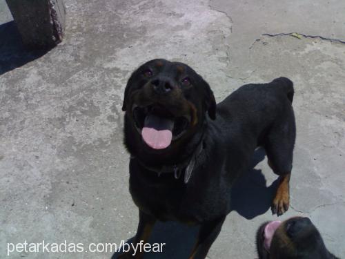 zeytin Erkek Rottweiler