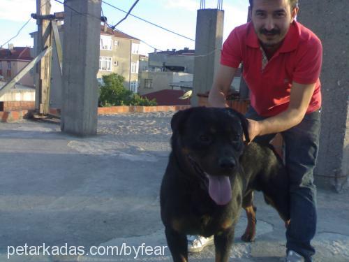 zeytin Erkek Rottweiler