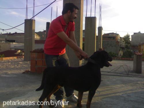 zeytin Erkek Rottweiler