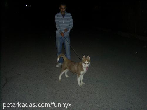 ares Dişi Sibirya Kurdu (Husky)