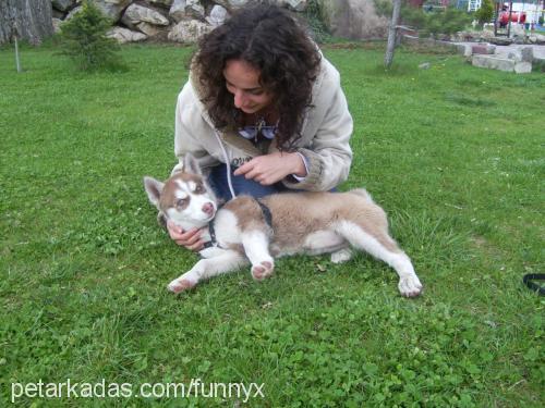 ares Dişi Sibirya Kurdu (Husky)