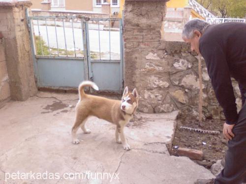 ares Dişi Sibirya Kurdu (Husky)