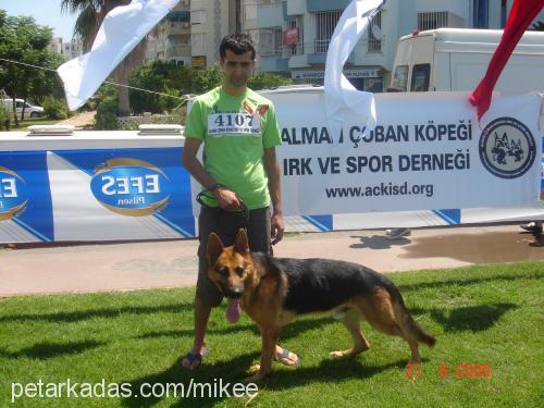 mike Erkek Alman Çoban Köpeği