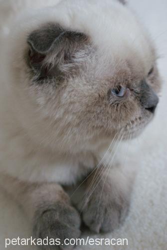 lily Dişi Scottish Fold