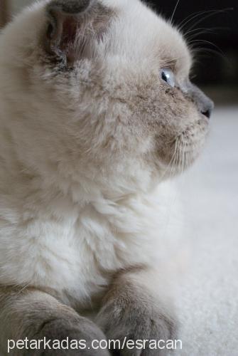 lily Dişi Scottish Fold